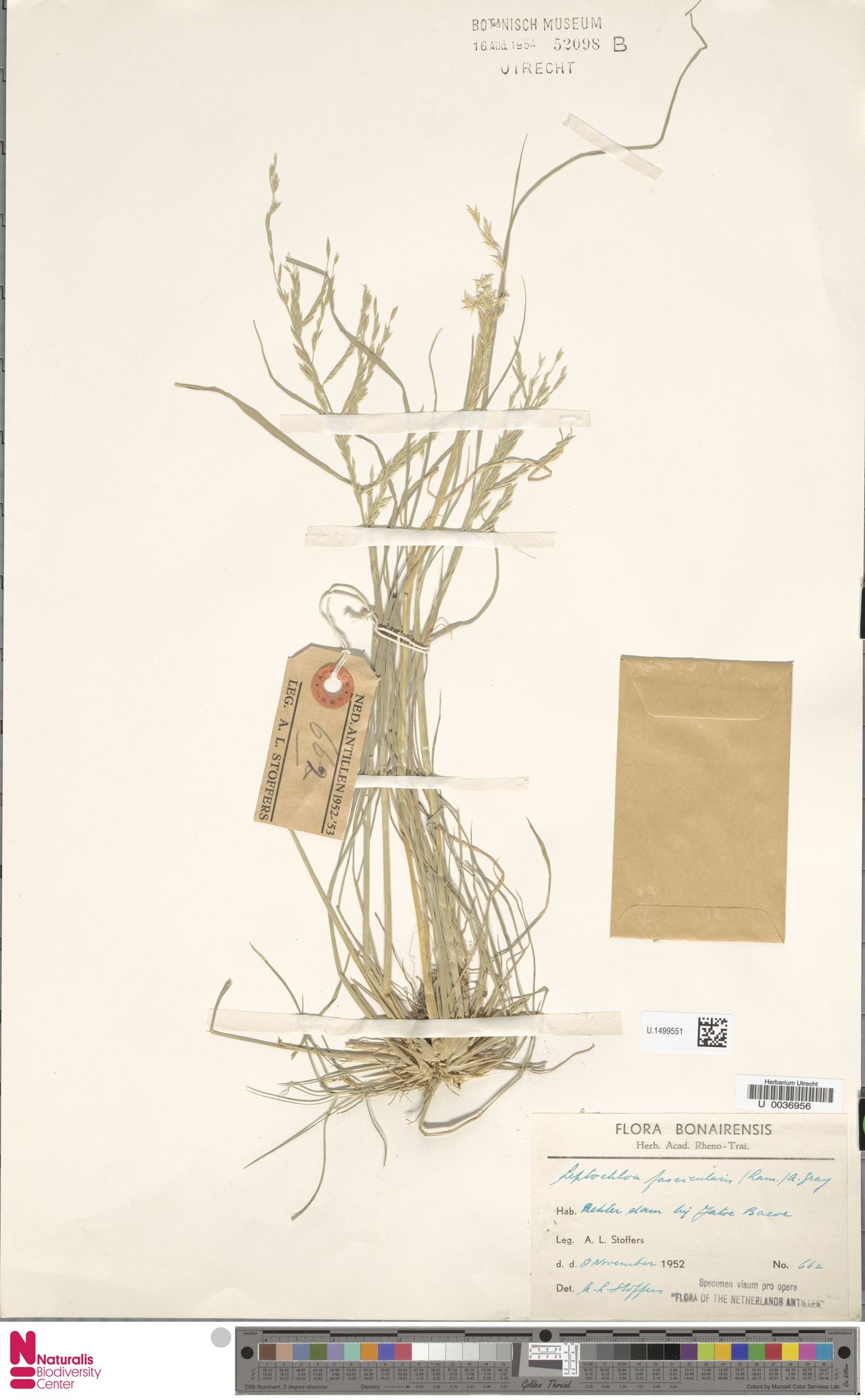 Diplachne fusca — Diplachne fusca