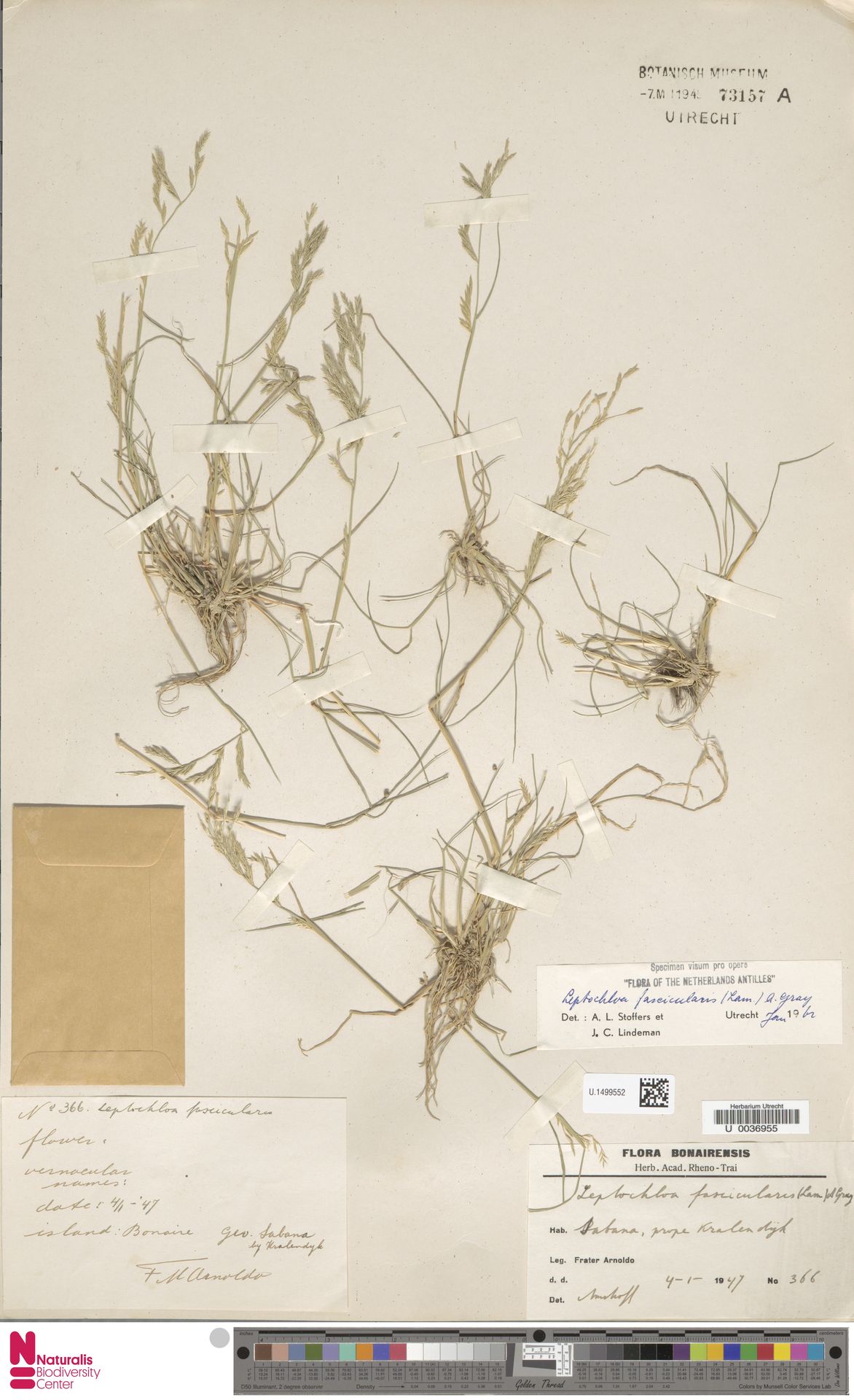 Diplachne fusca, herbariummateriaal uit Sabana, Bonaire; kleurenopname van U.1499552.