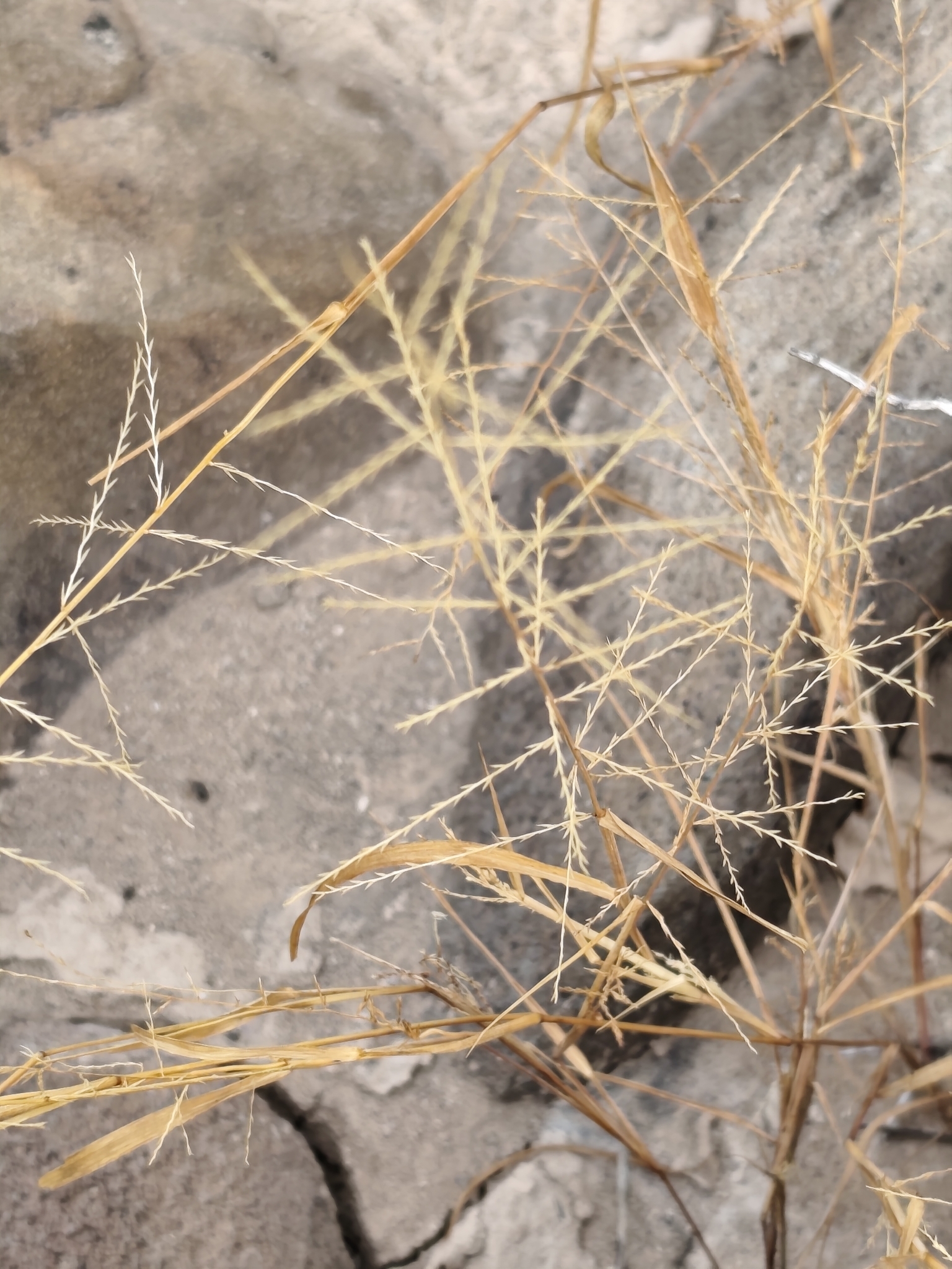 Dinebra panicea in Loreto, Baja California Sur, Mexico: groeiwijze en bloeitakken.