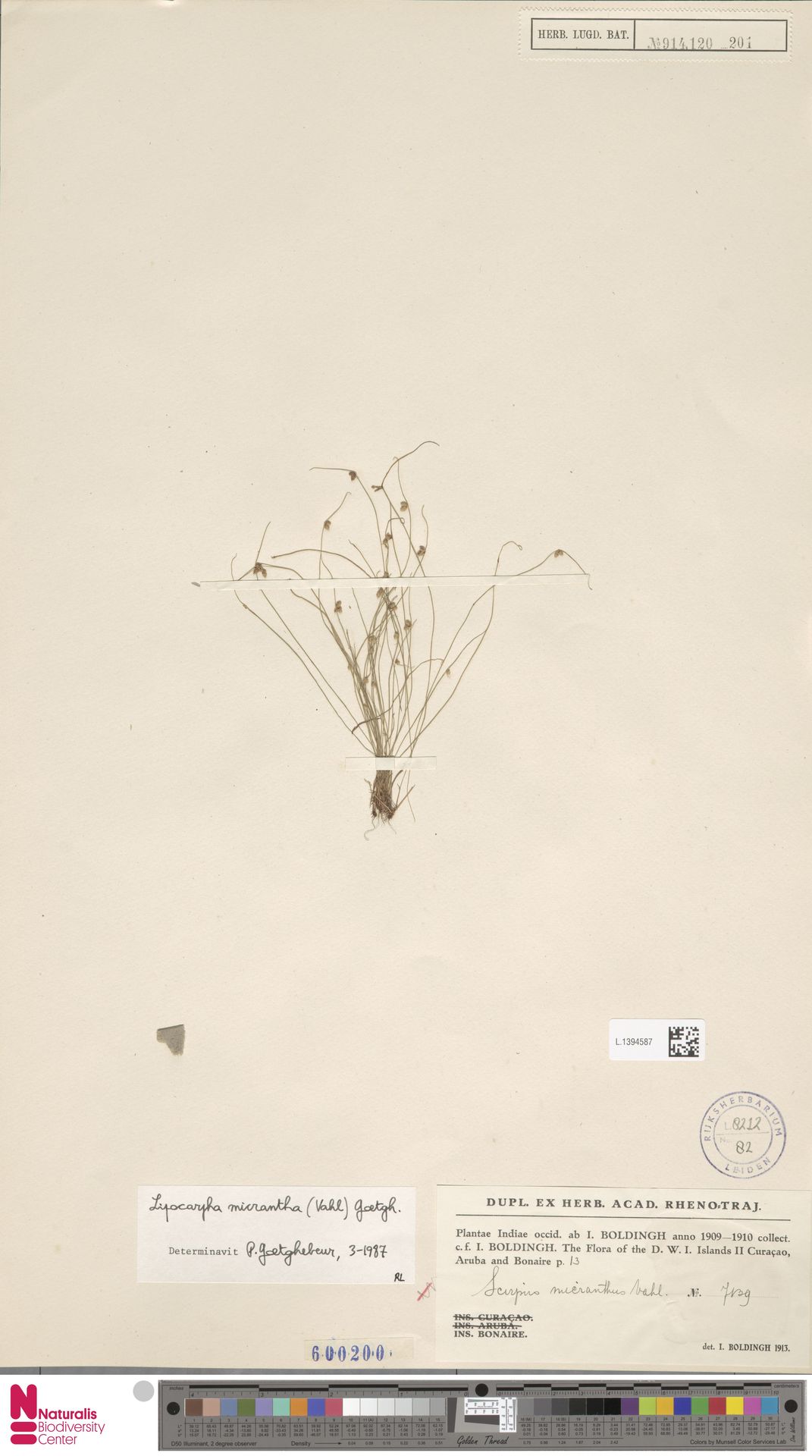 Cyperus subsquarrosus — Cyperus subsquarrosus