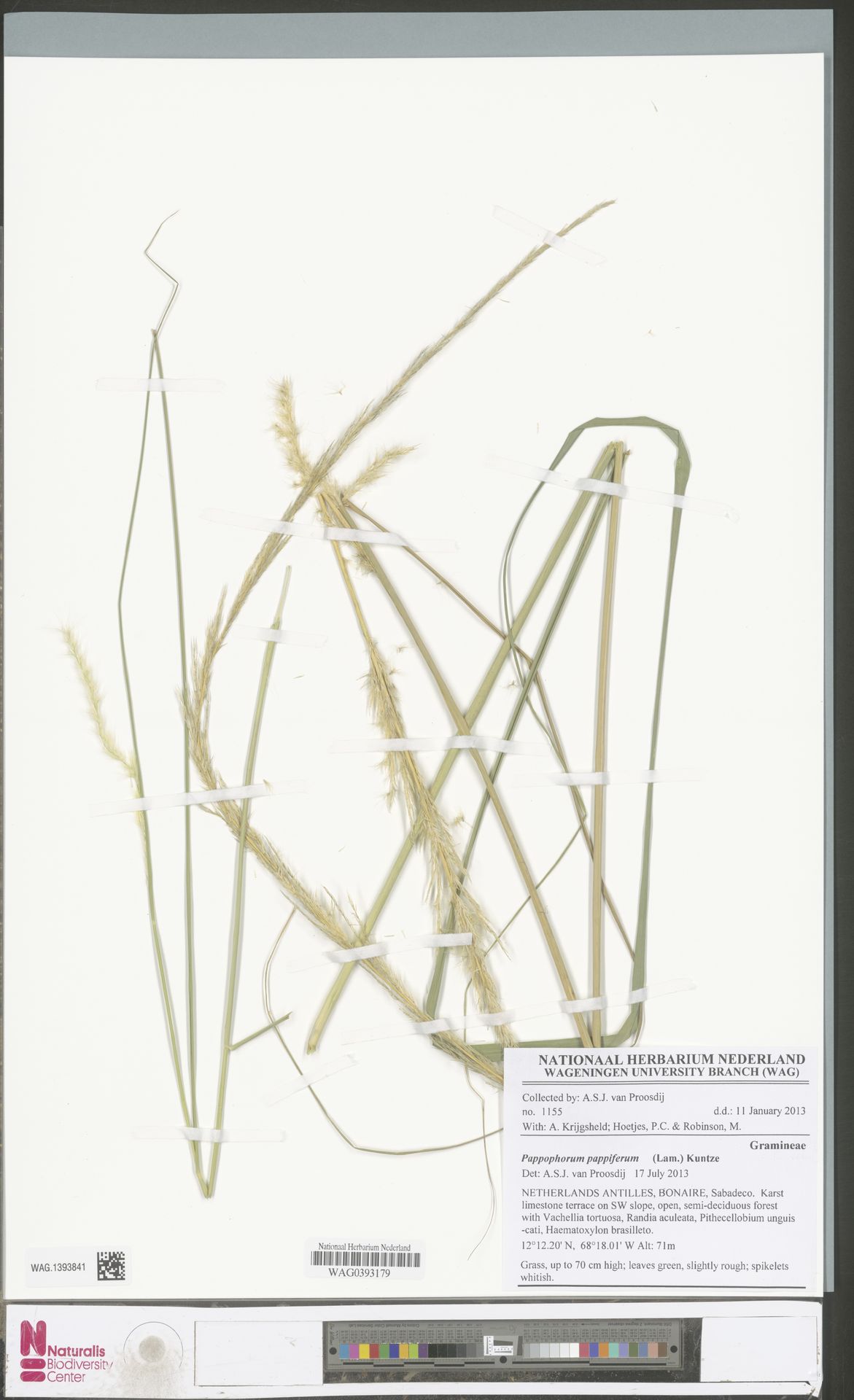 Pappophorum pappiferum, herbariummateriaal uit Sabadeco, Bonaire; kleurenopname van WAG.1393841.