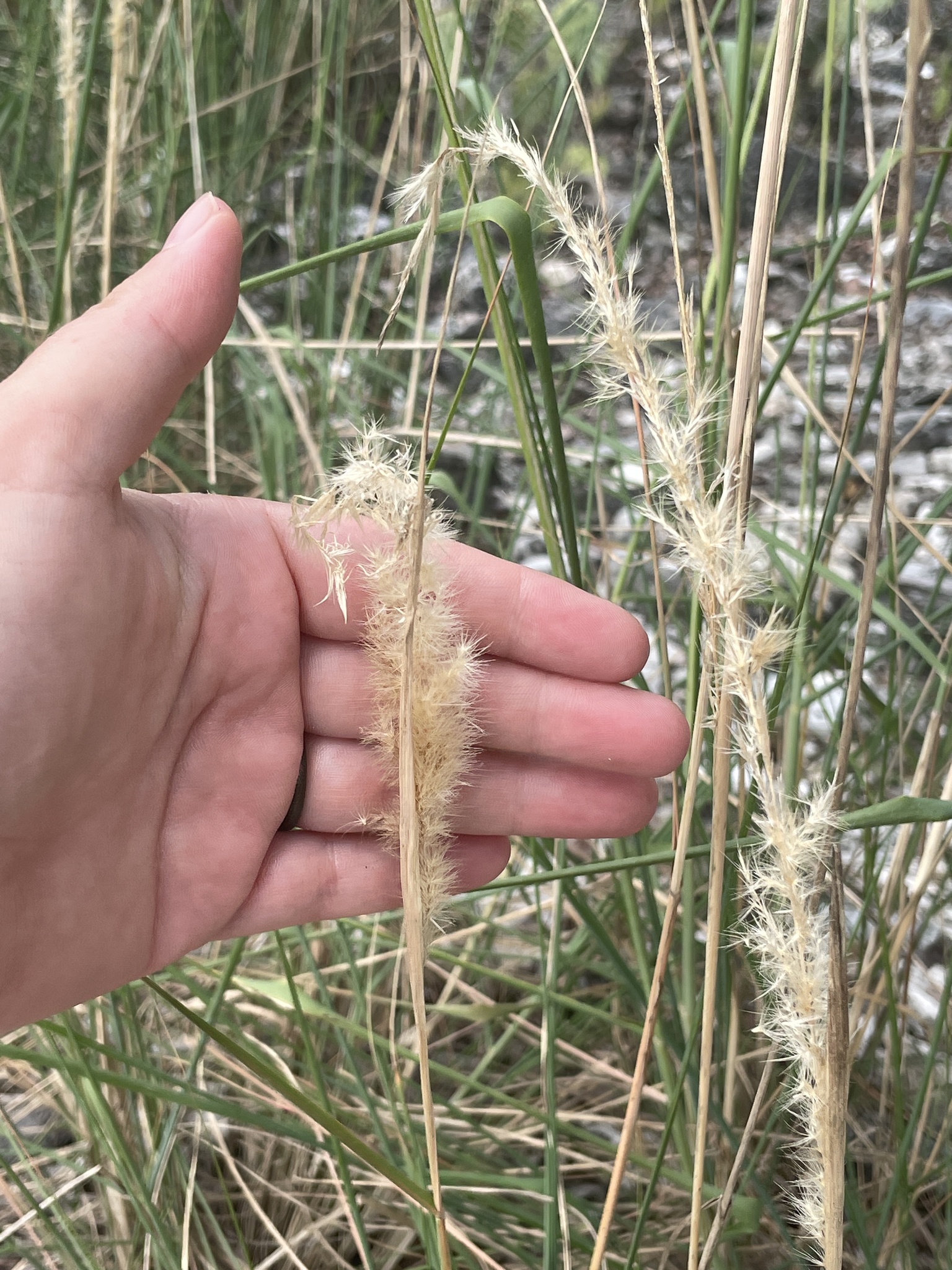 Pappophorum pappiferum — Pappophorum pappiferum