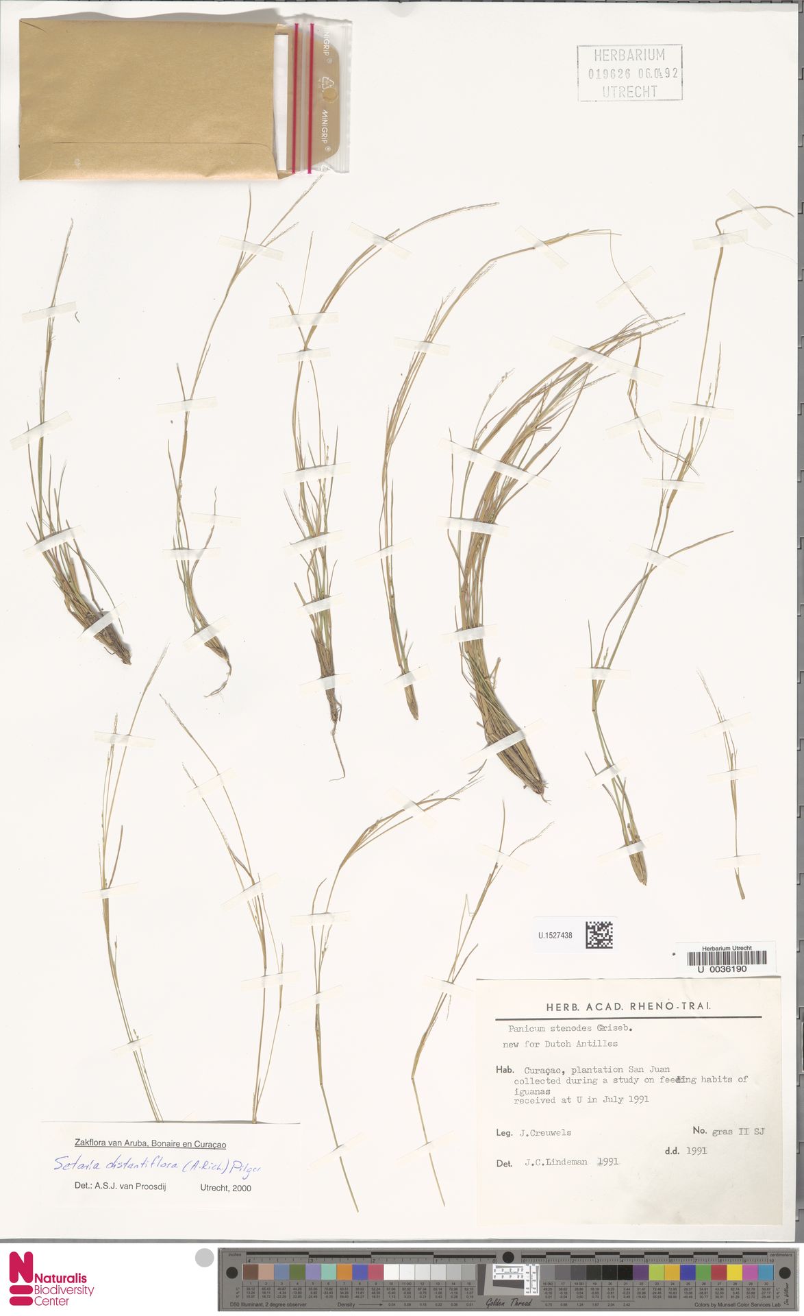 Setaria distantiflora — Setaria distantiflora