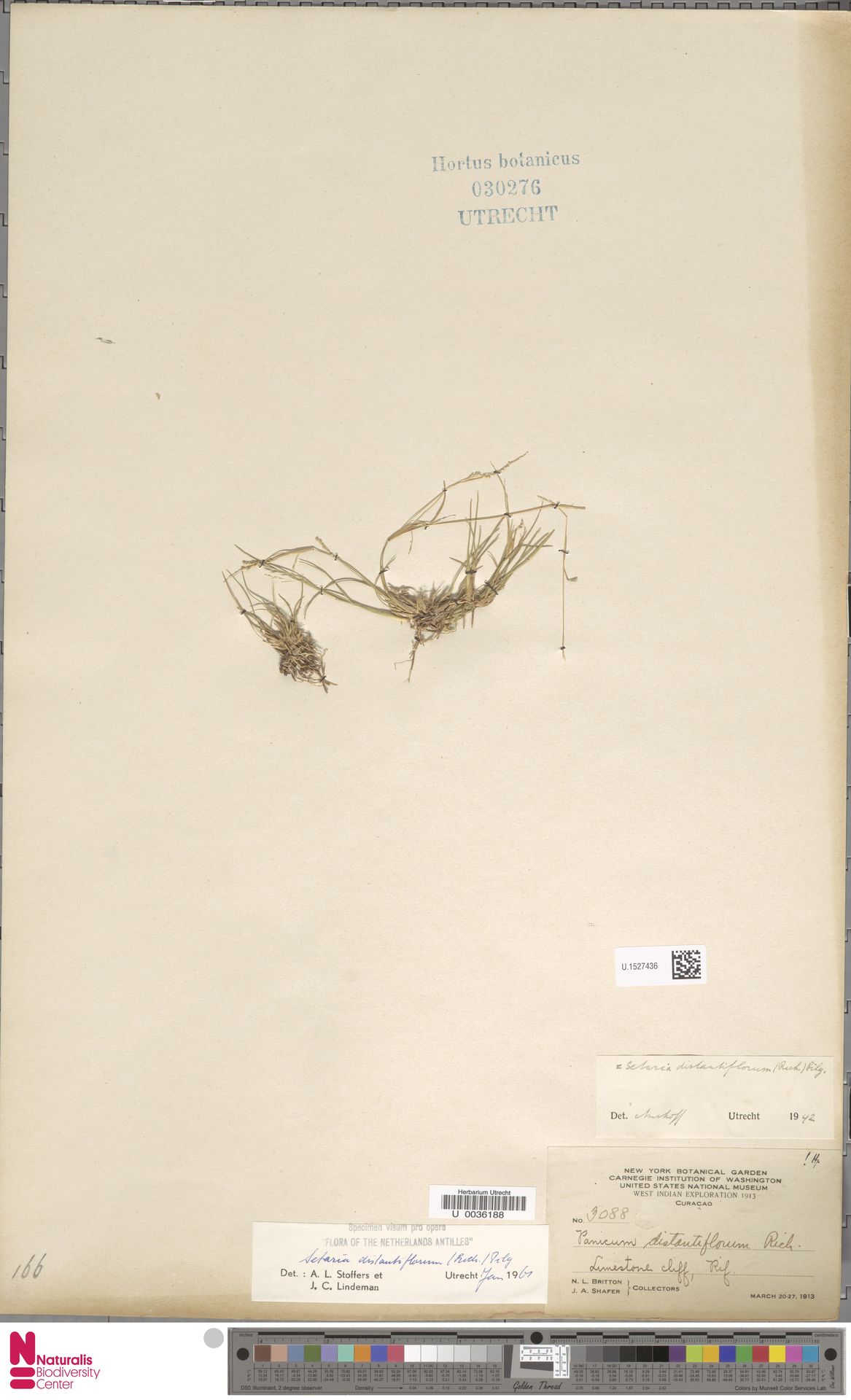 Setaria distantiflora, herbariummateriaal uit San Juan, Rif, Curaçao; kleurenopname van U.1527436.