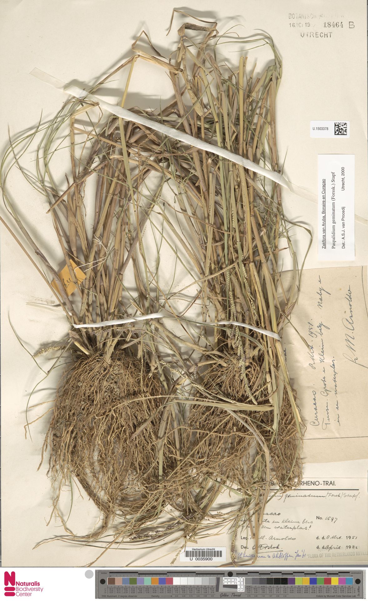 Setaria geminata, herbariummateriaal uit Kleine Berg–Grote Berg, Curaçao; kleurenopname van U.1503378.