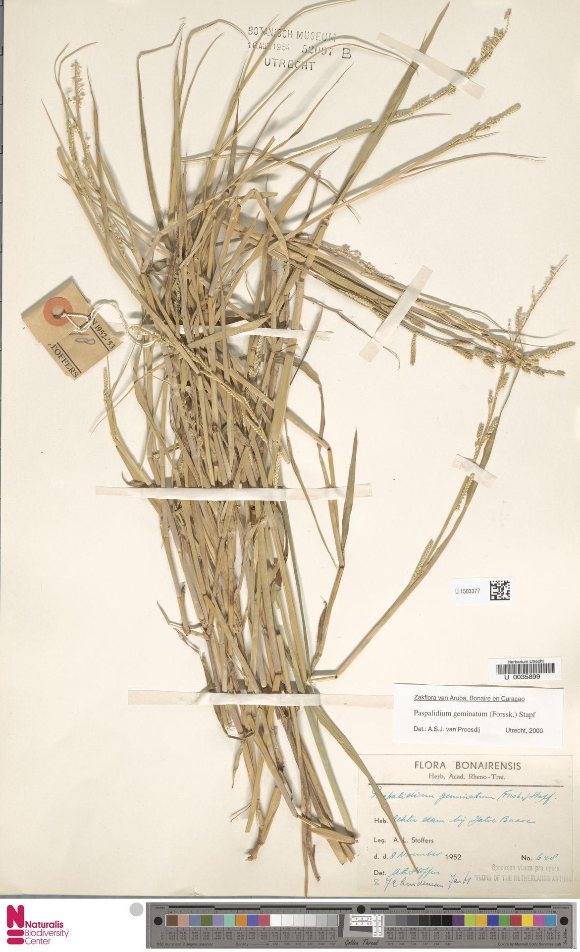 Setaria geminata — Setaria geminata