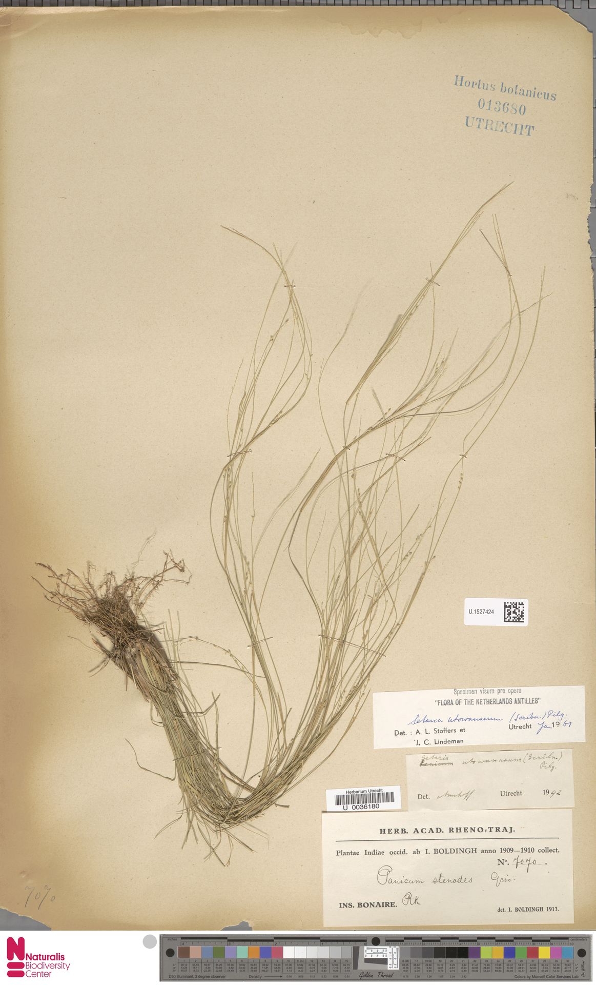 Setaria utowanaea, herbariummateriaal uit Rincon, Bonaire; kleurenopname van U.1527424.