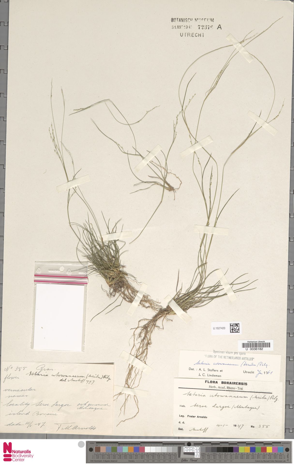 Setaria utowanaea — Setaria utowanaea