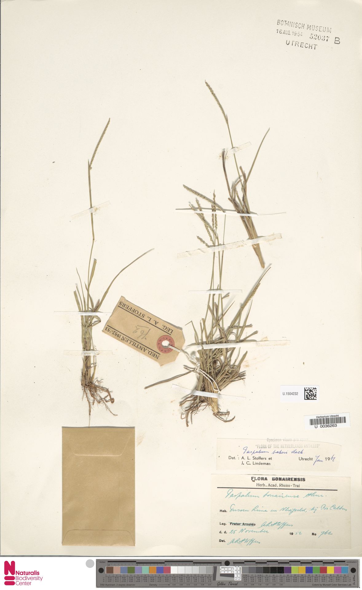Paspalum bakeri — Paspalum bakeri