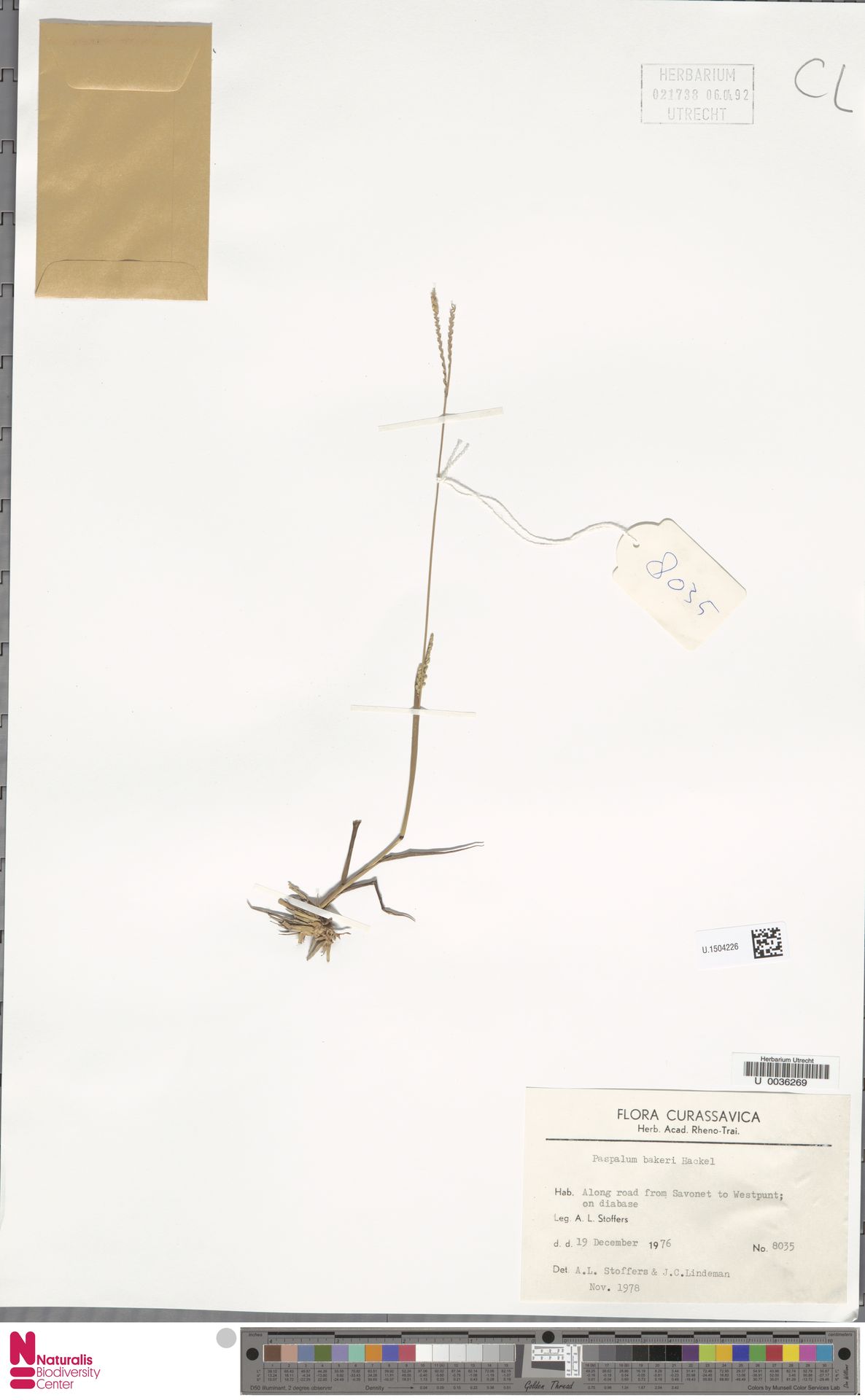 Paspalum bakeri, herbariummateriaal uit Savonet–Westpunt, Curaçao; kleurenopname van U.1504226.