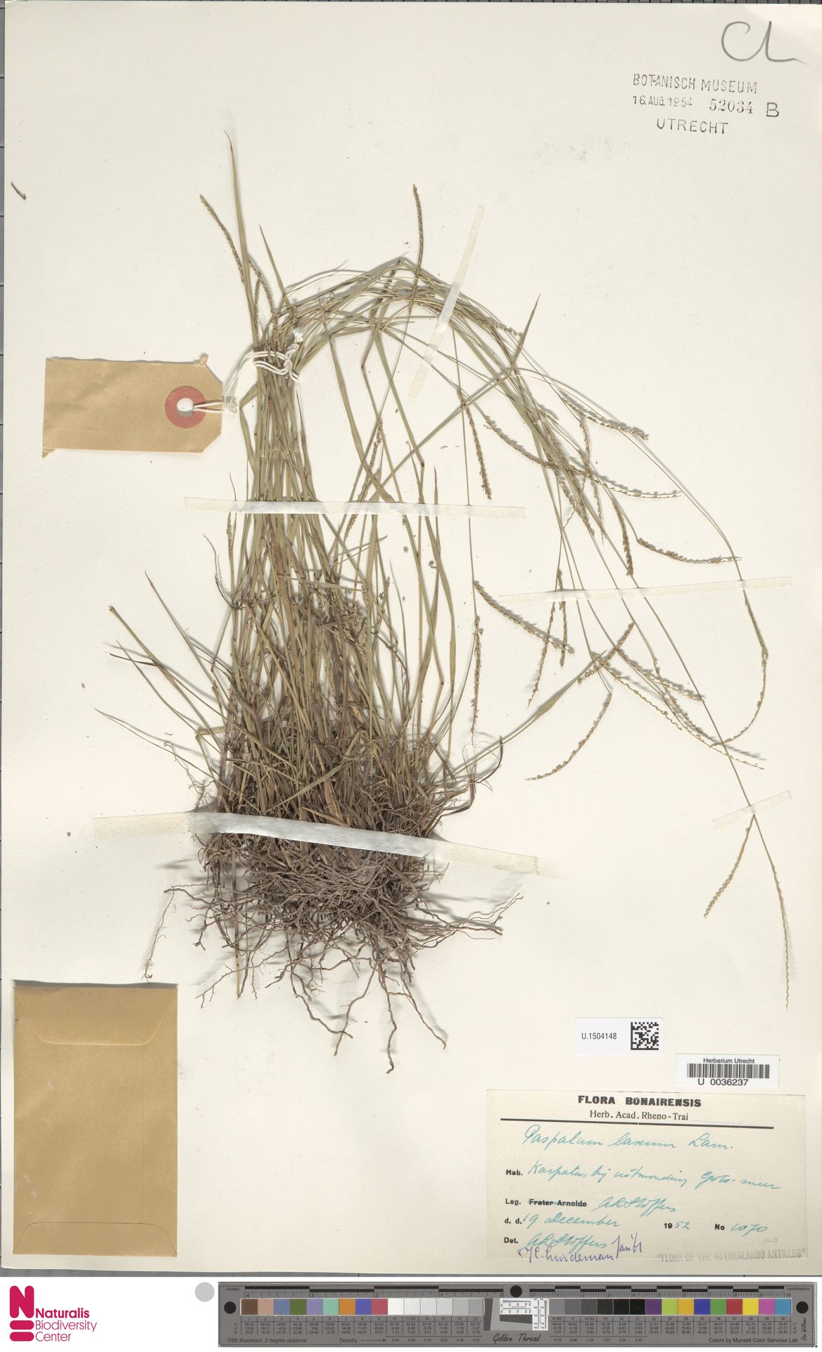 Paspalum laxum — Paspalum laxum