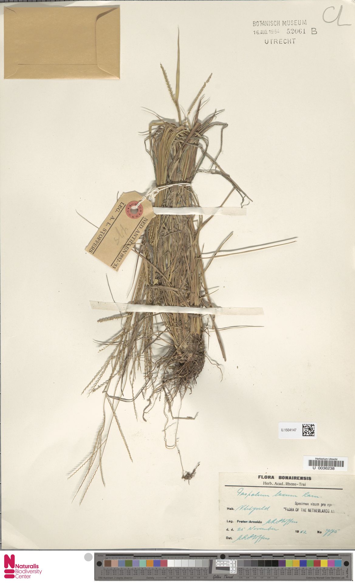 Paspalum laxum, herbariummateriaal uit Flamingo Airport, Bonaire; kleurenopname van U.1504147.