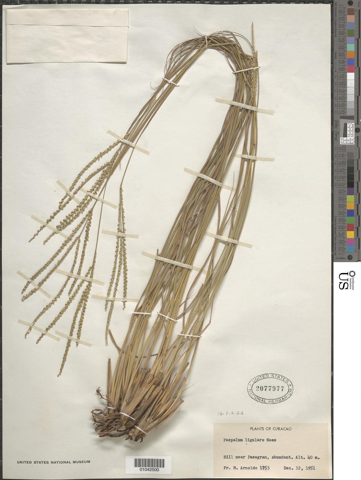 Paspalum ligulare, herbariummateriaal uit Pasagran, Curaçao; kleurenopname van US 2077977.