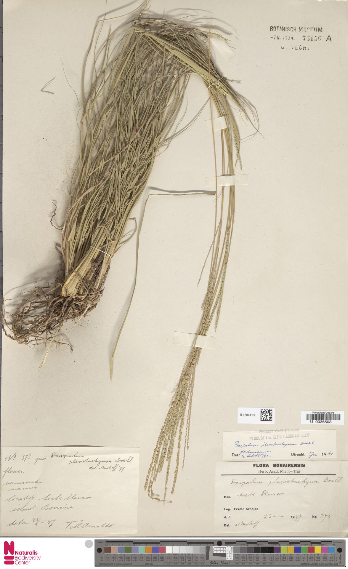 Paspalum ligulare — Paspalum ligulare