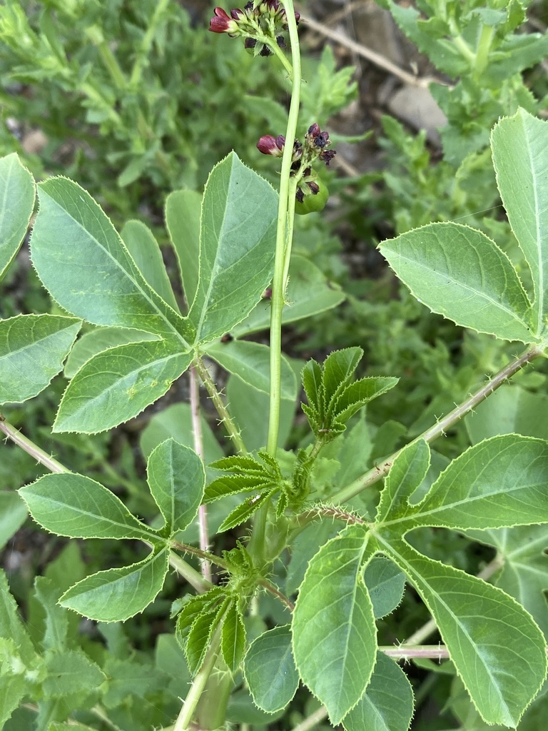 Flaira — Jatropha gossypiifolia
