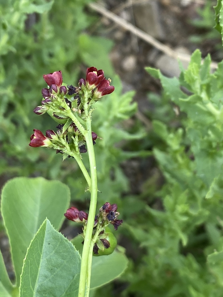 Kleine donkerrode bloemen van Flaira.
