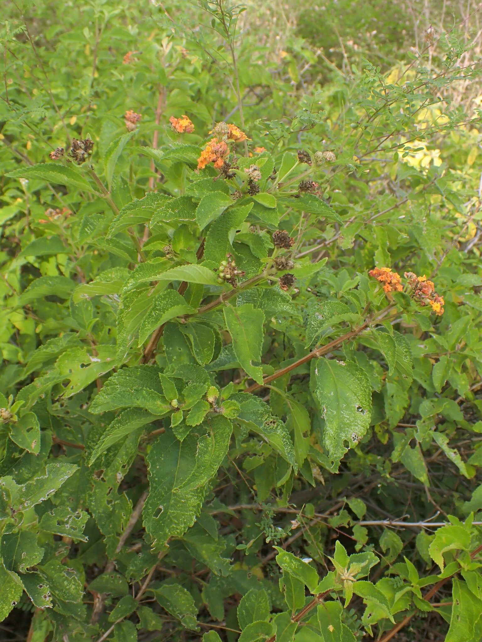 Flor di sanger — Lantana camara