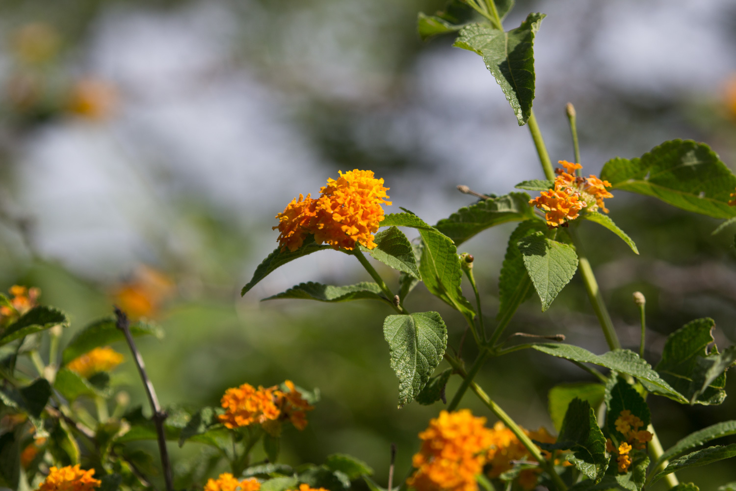 Close-up van oranje en geel bloeiende Flor di sanger op Curaçao.