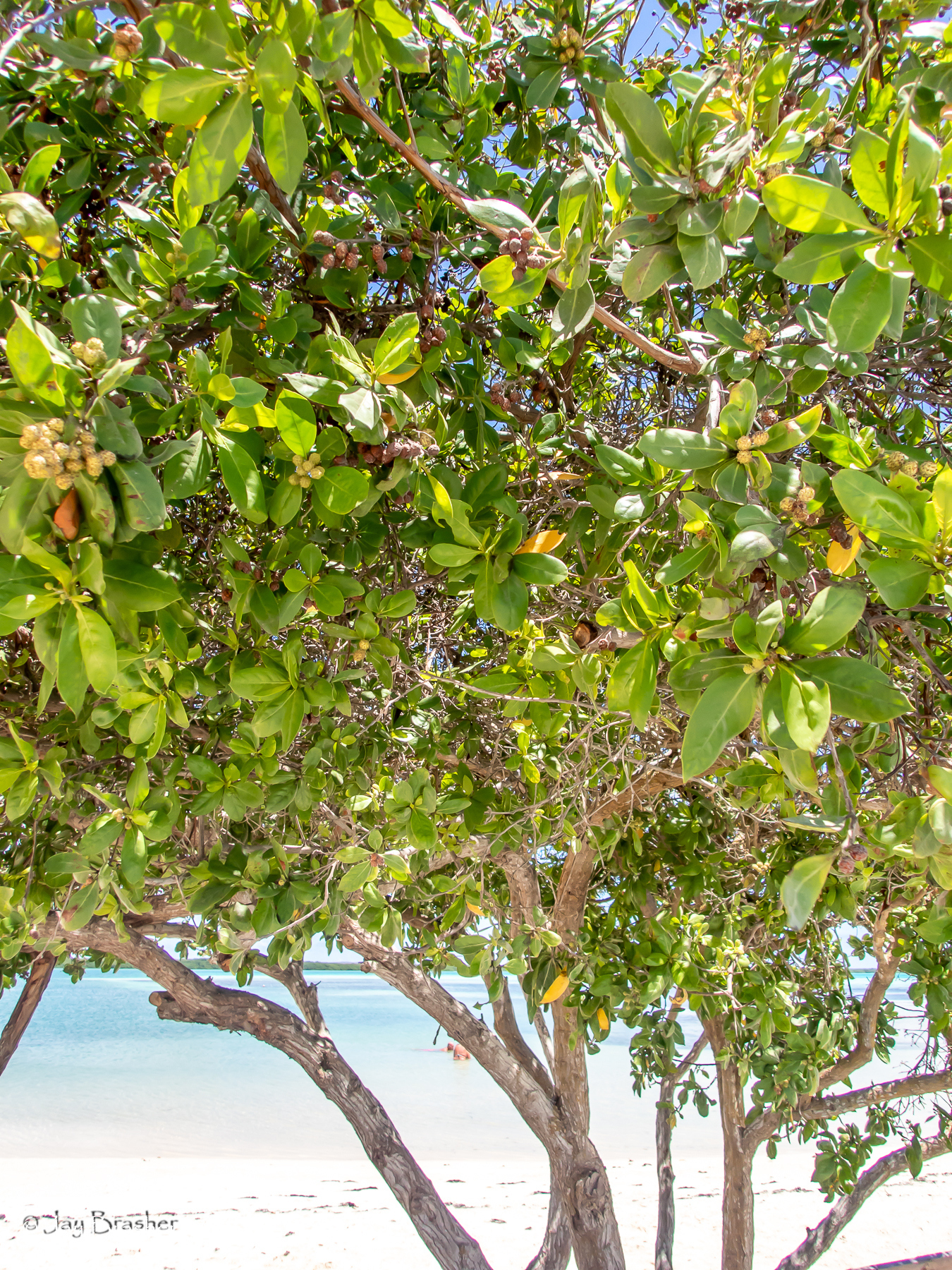 Fofoti / Mangel — Conocarpus erectus