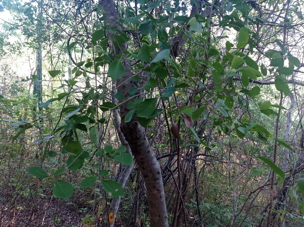Guapira fragrans — Guapira fragrans