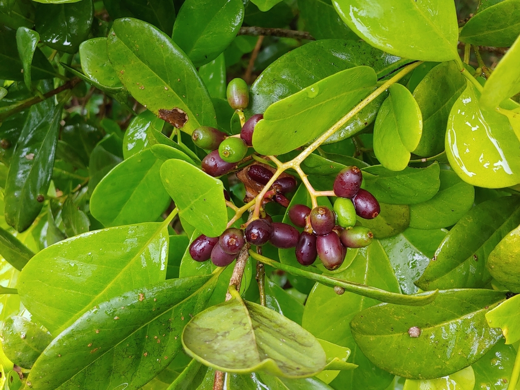 Paarszwarte en nog groene vruchten van Guapira fragrans aan een tak.