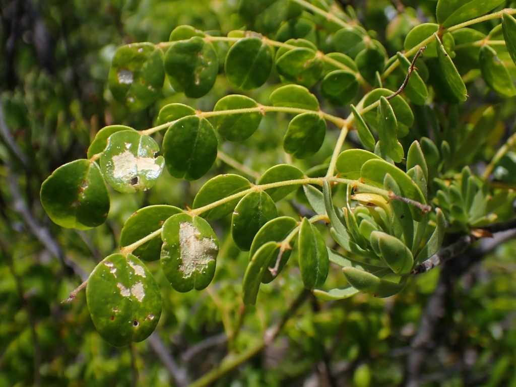 Djuku — Guilandina ciliata