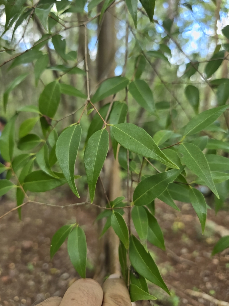 Guyaba bè — Psidium oligospermum