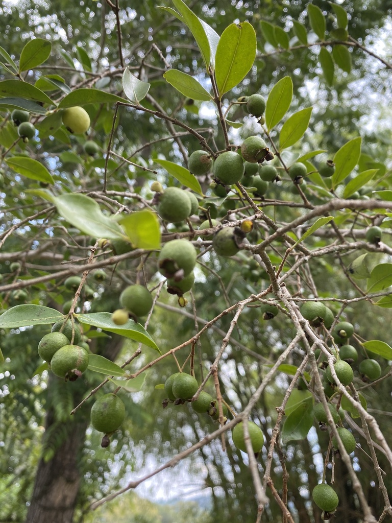 Kleine groene vruchten van Guyaba bè tussen de bladeren.