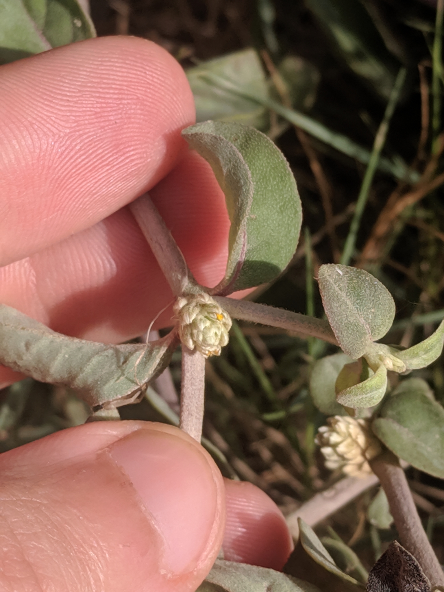 Een bloemhoofdje in de bladoksel en fijne haren op blad en stengel.