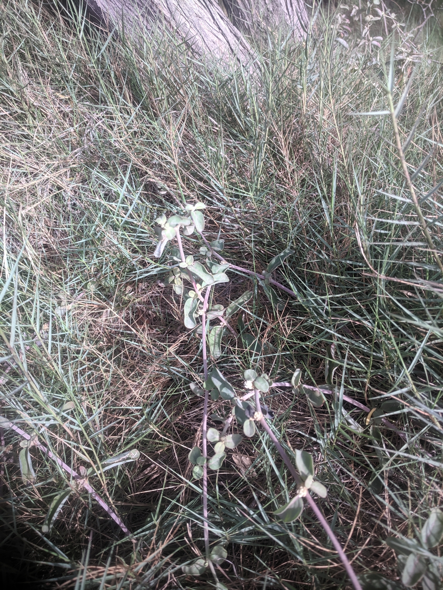 Alternanthera halimifolia — Alternanthera halimifolia