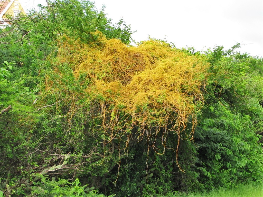 Hilu di diabel — Cuscuta americana