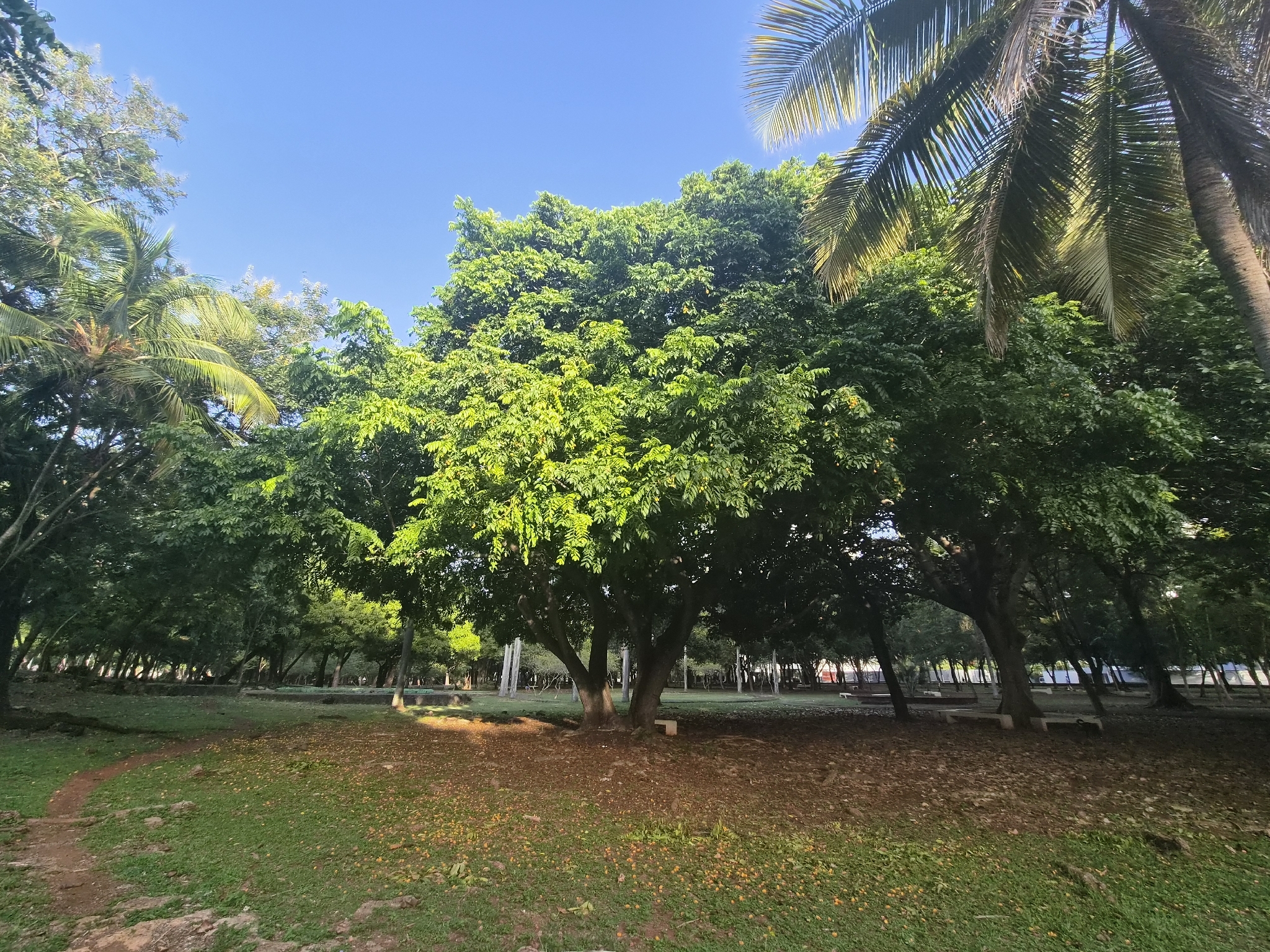 Hoba — Spondias mombin
