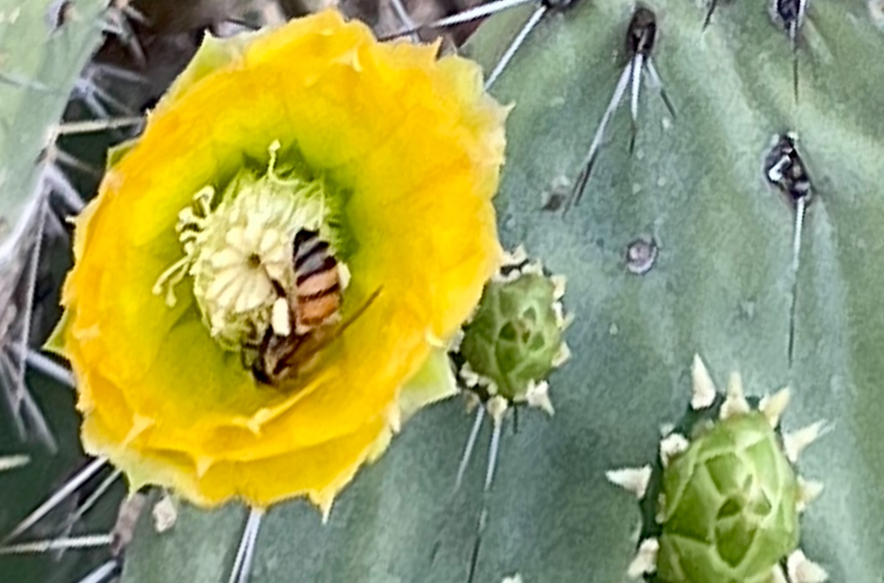 Gele bloem van Infrou met een bij, groene schijf en bloemknoppen bij Spanish Lagoon op Aruba.