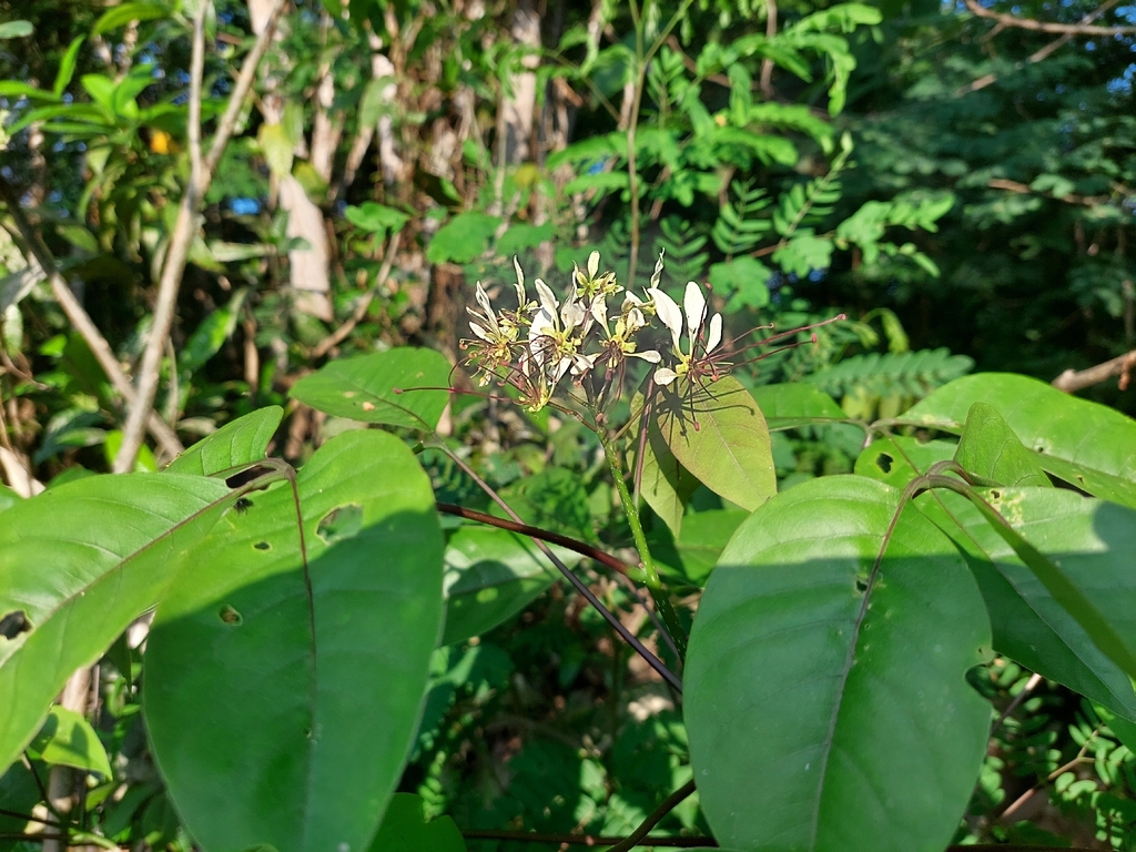 Ishiri — Crateva tapia