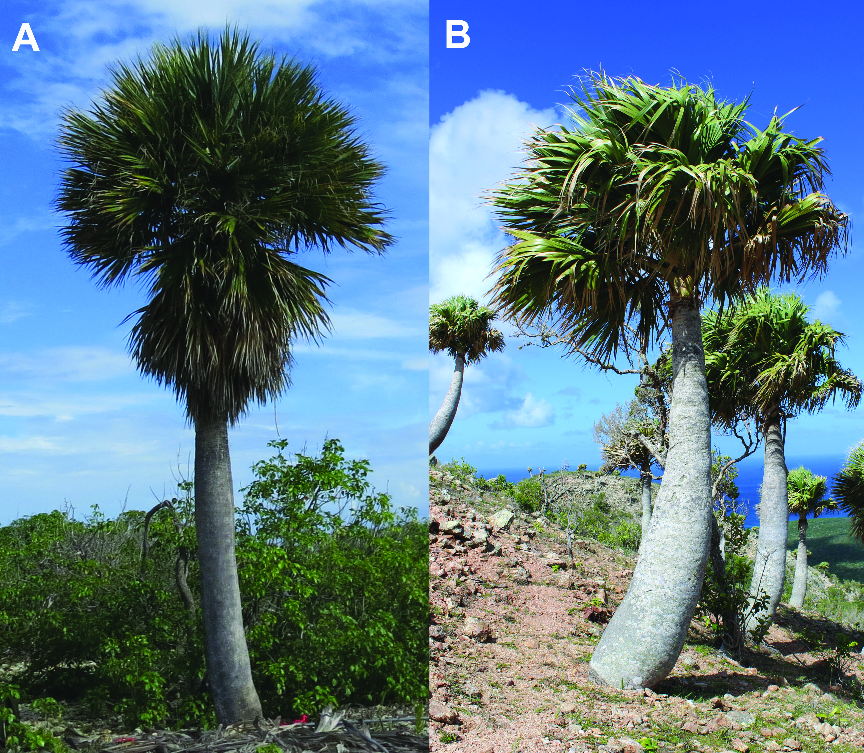 A: Kabana op Bonaire, met rechtopstaande bladsegmenten. B: de verwante sabalpalm op Curaçao, met meer afhangende bladpunten.