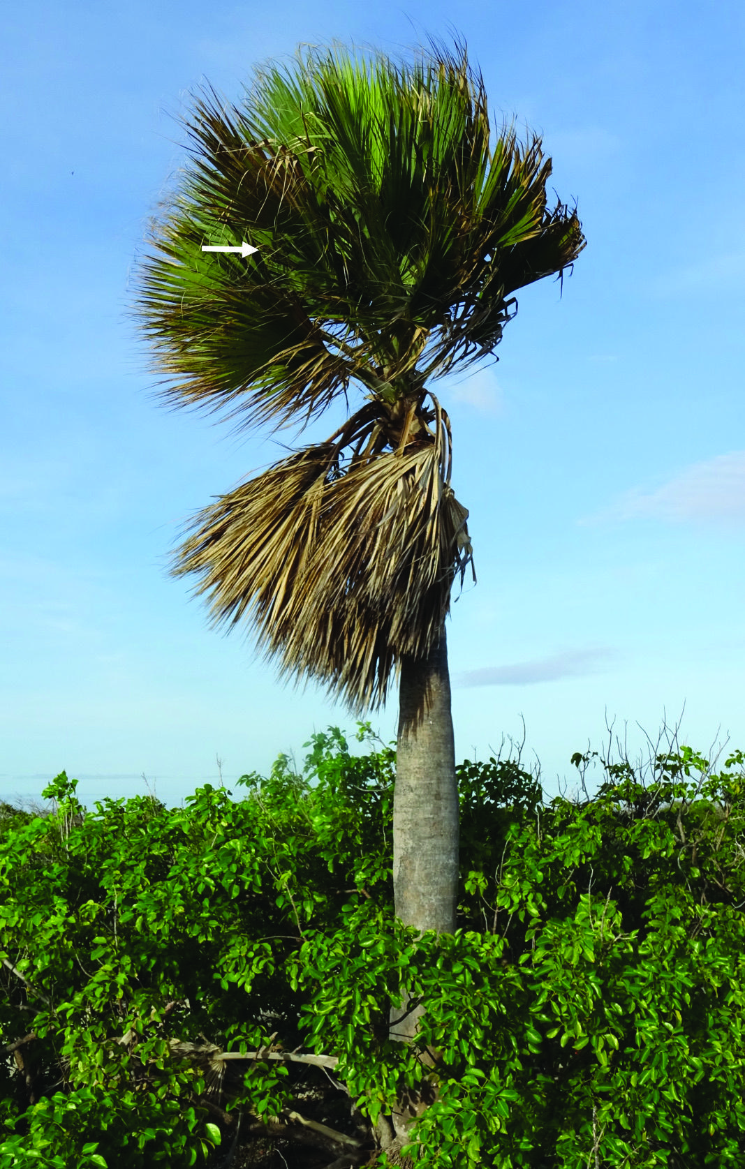 Kabana / Cabana — Sabal lougheediana
