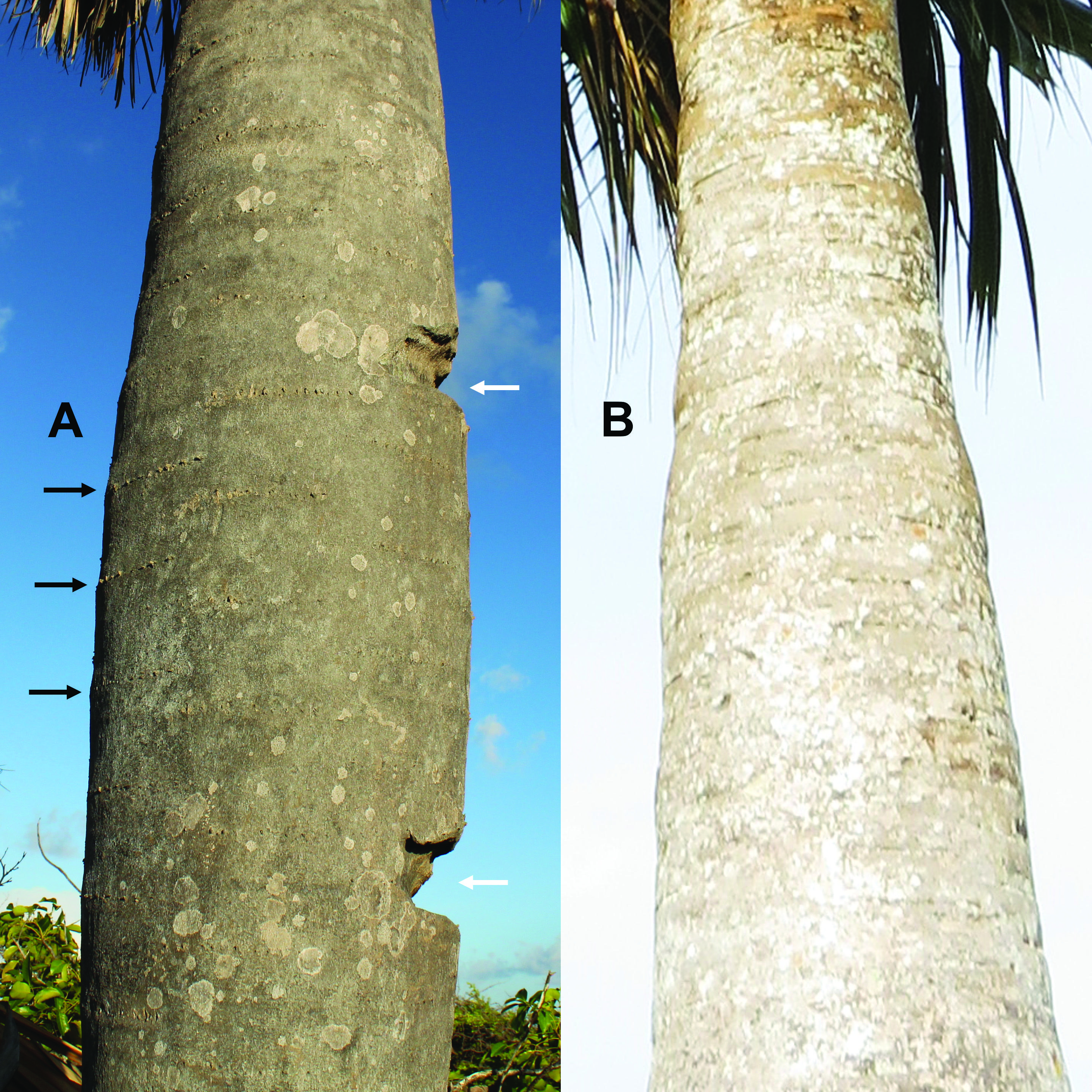 A: natuurlijke bladlittekens en oude klimtreden op Bonaire. B: bladlittekens van Sabal antillensis op Curaçao.