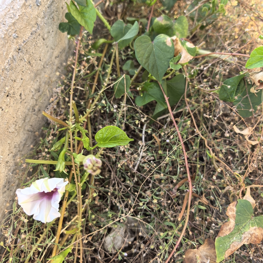 Kabuya di yuana — Ipomoea muricata