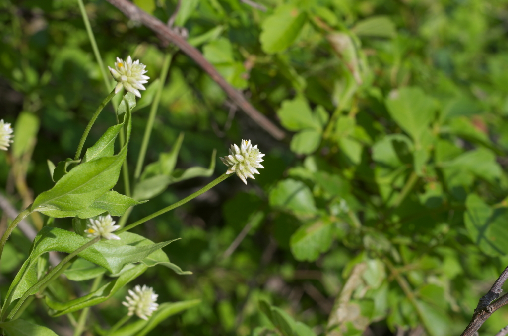 Kachu — Alternanthera brasiliana