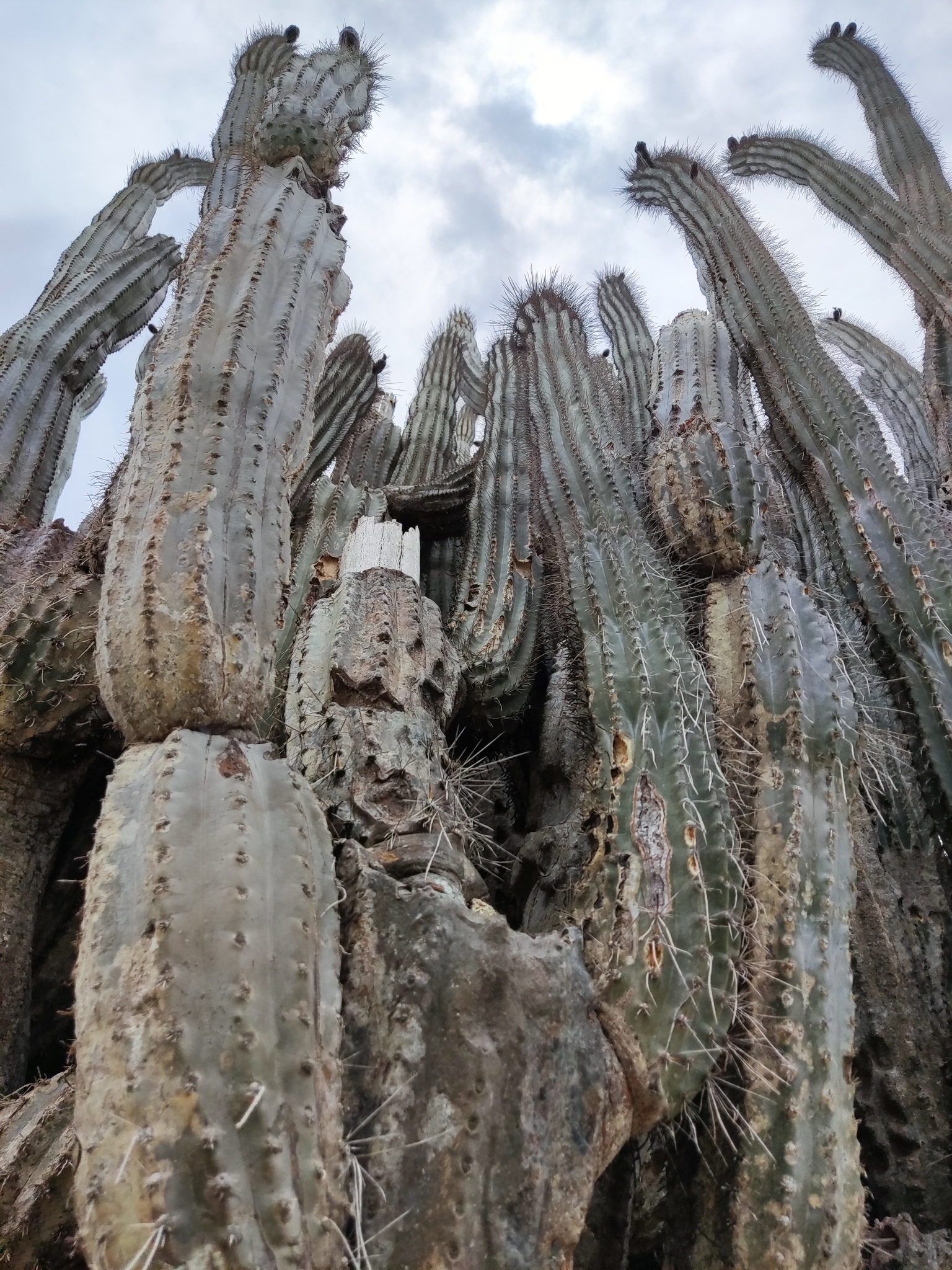 Van onderaf gefotografeerde cactuszuilen op Bonaire, met rijen stekels, oude littekens en knoppen aan de toppen.
