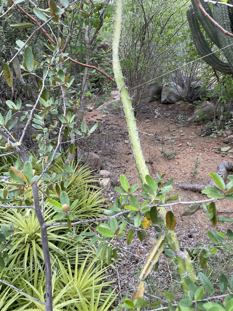 Kadushi di kolebra — Acanthocereus tetragonus