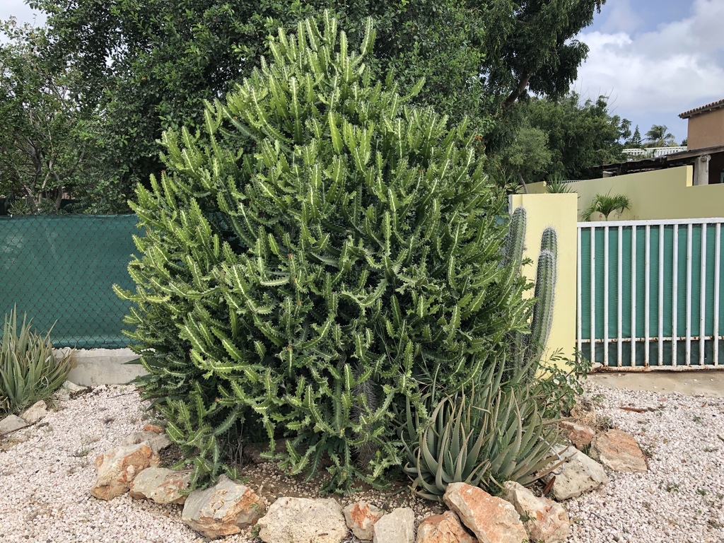 Kaktus Surnam — Euphorbia lactea