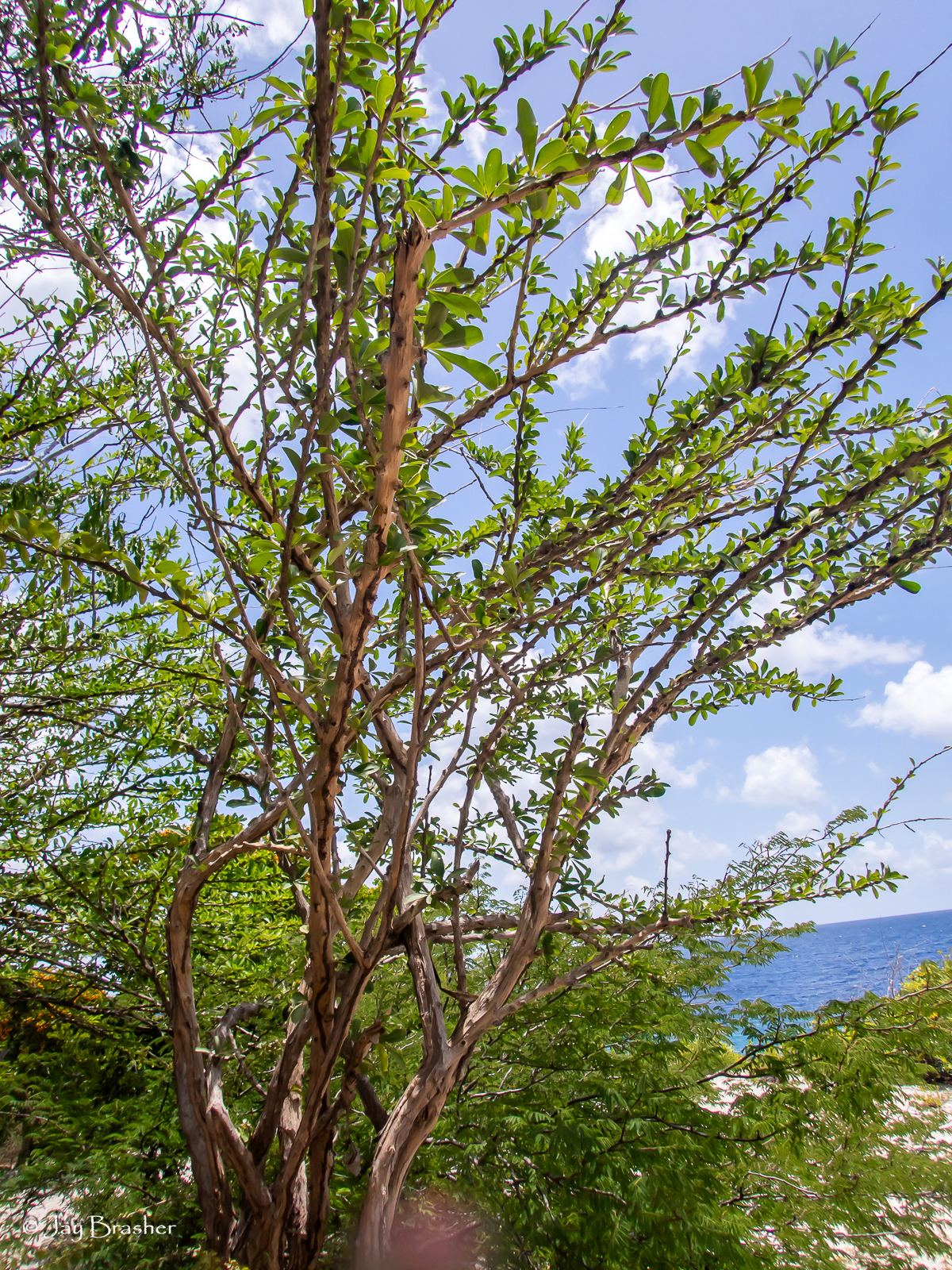 Kalbas — Crescentia cujete
