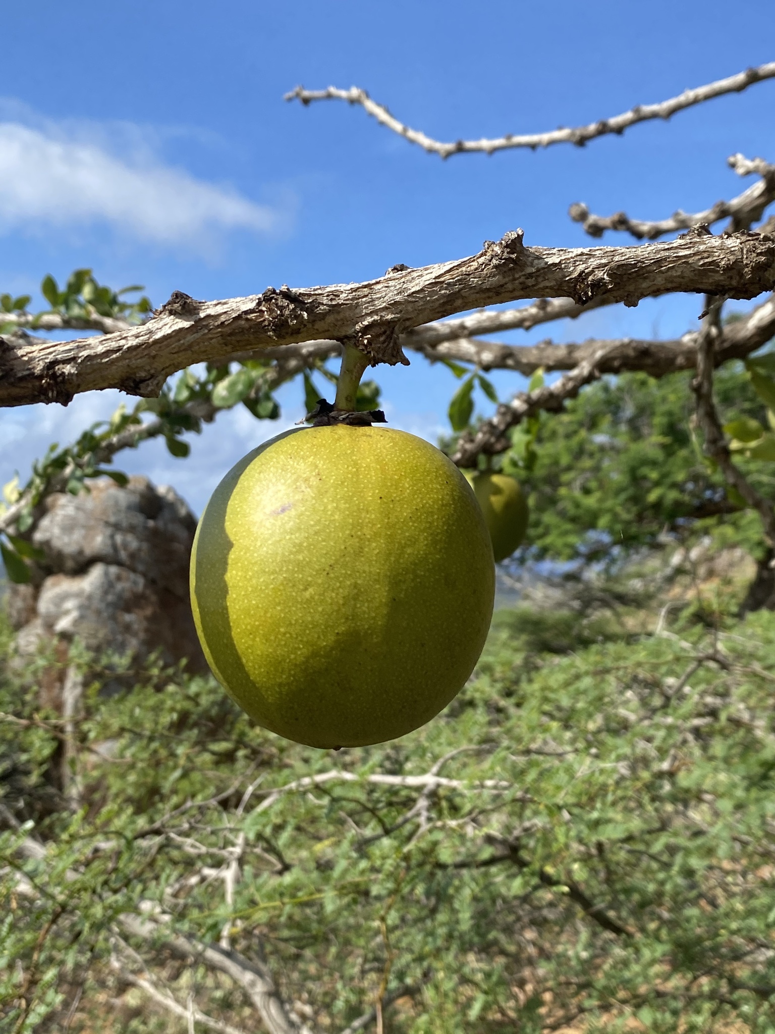 Kalbas — Crescentia cujete