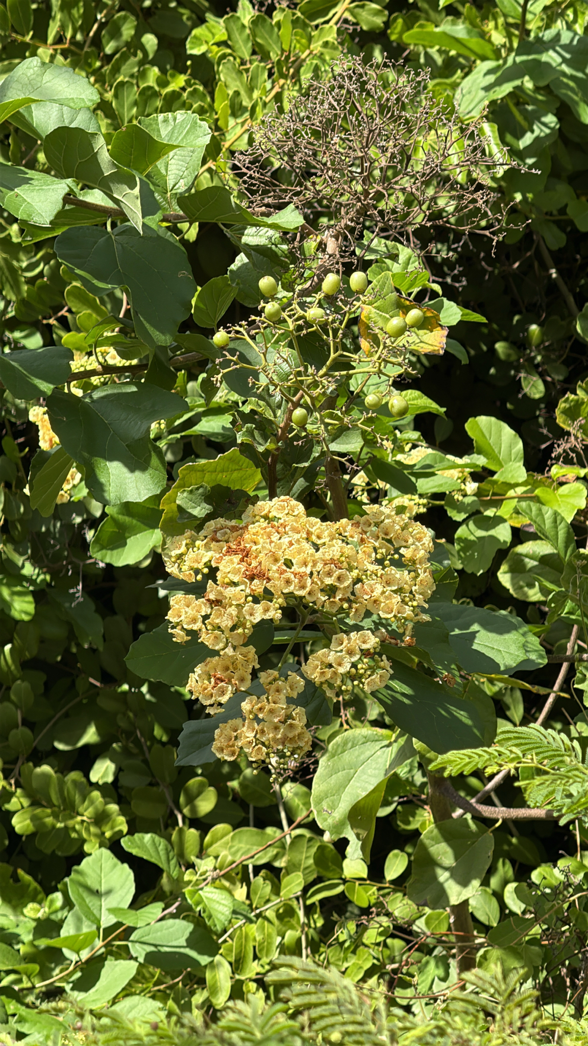 Karawara — Cordia dentata