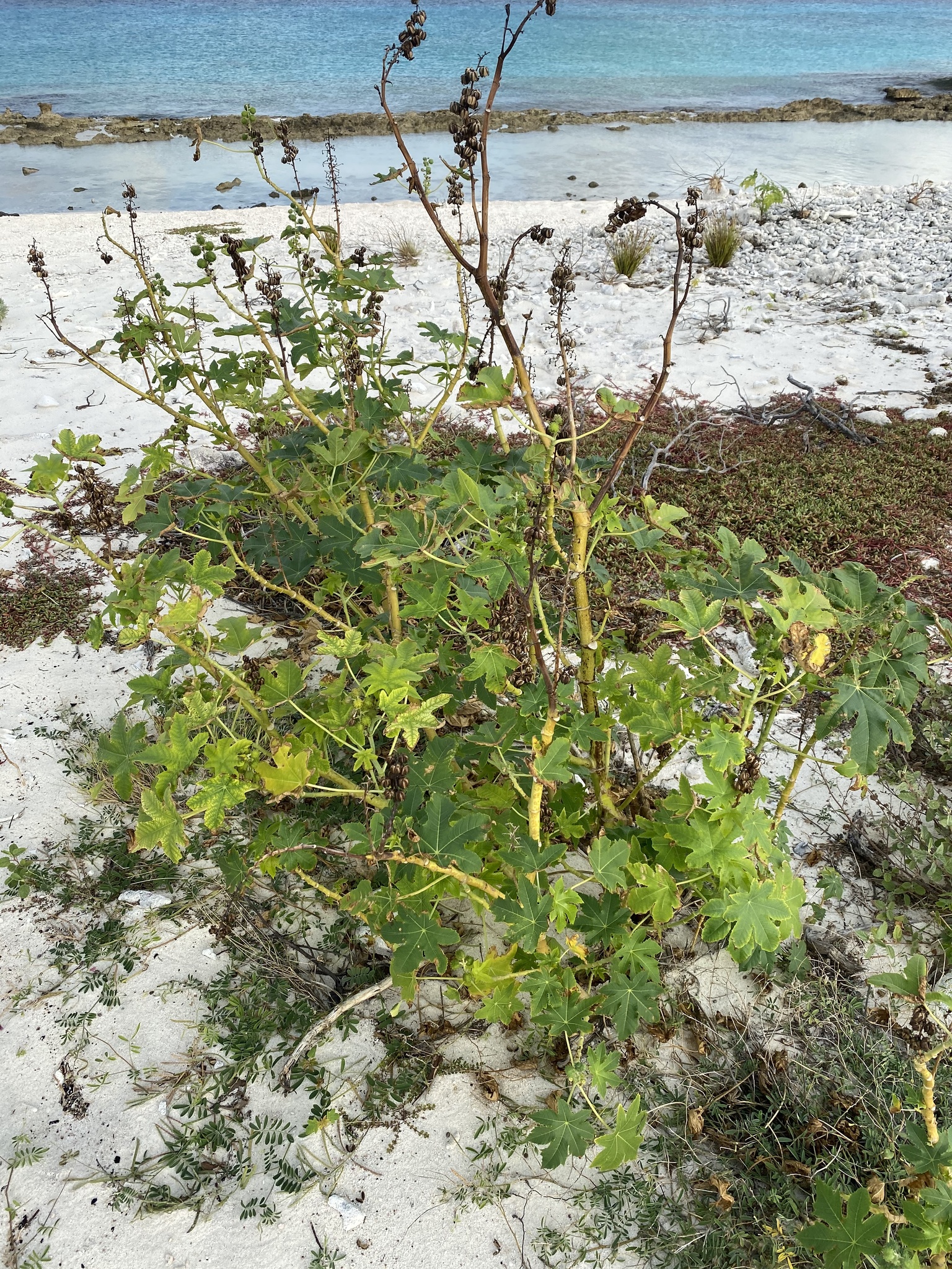 Karpata — Ricinus communis