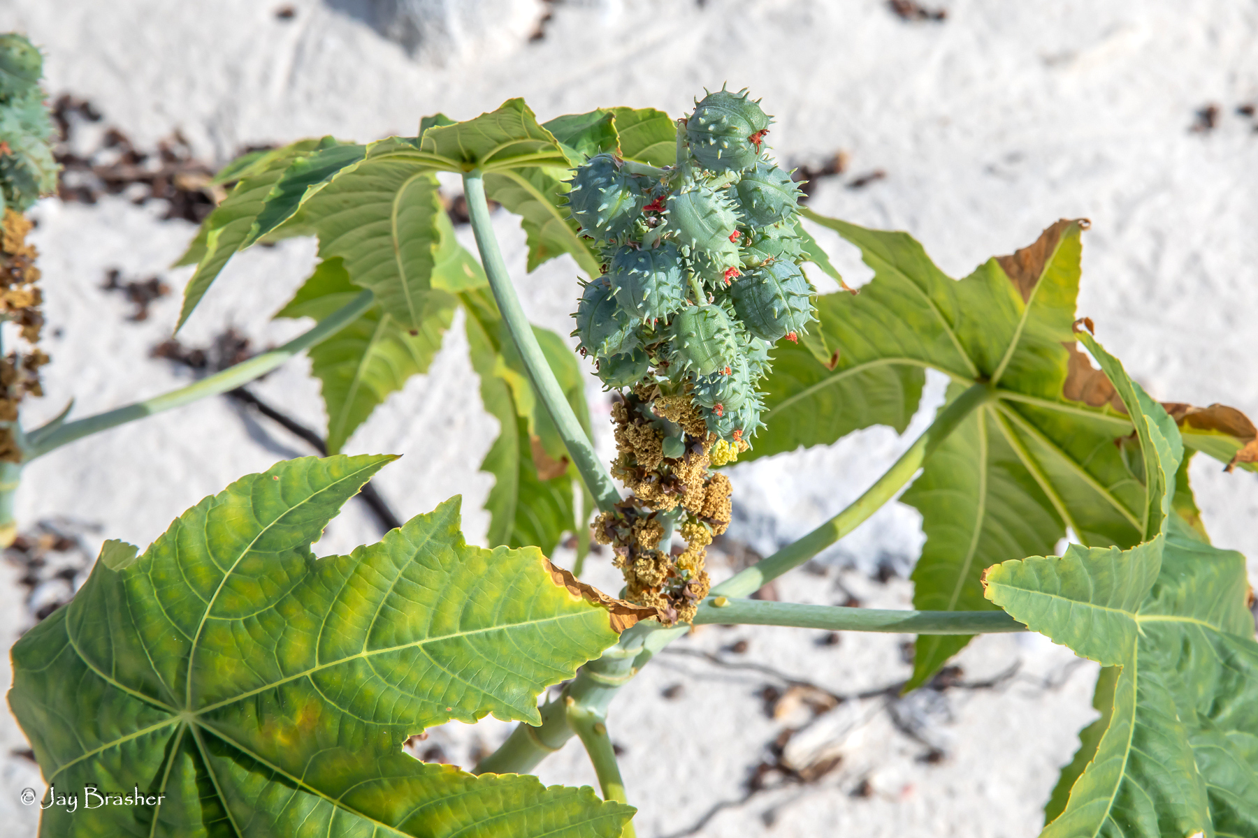 Karpata op Bonaire met rode vrouwelijke bloemdelen en jonge stekelige vruchten.