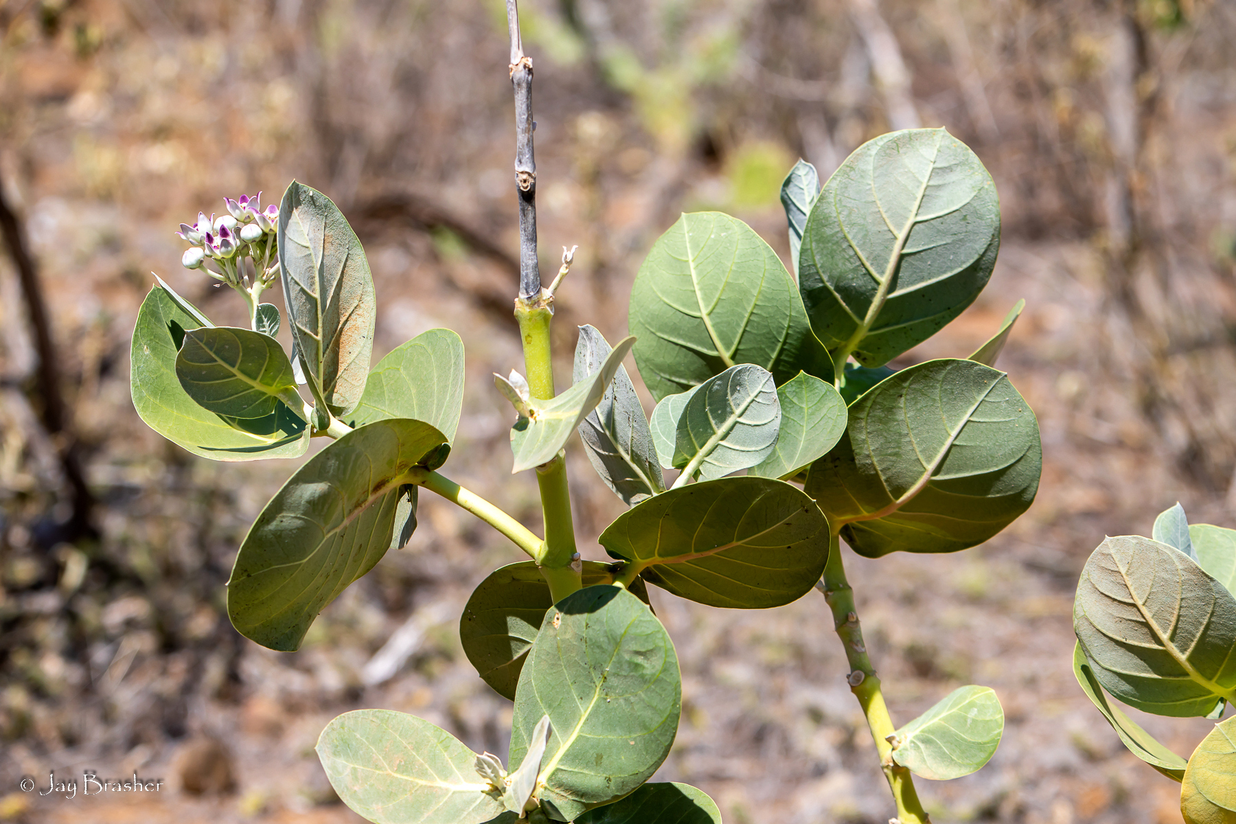Katuna di seda — Calotropis procera