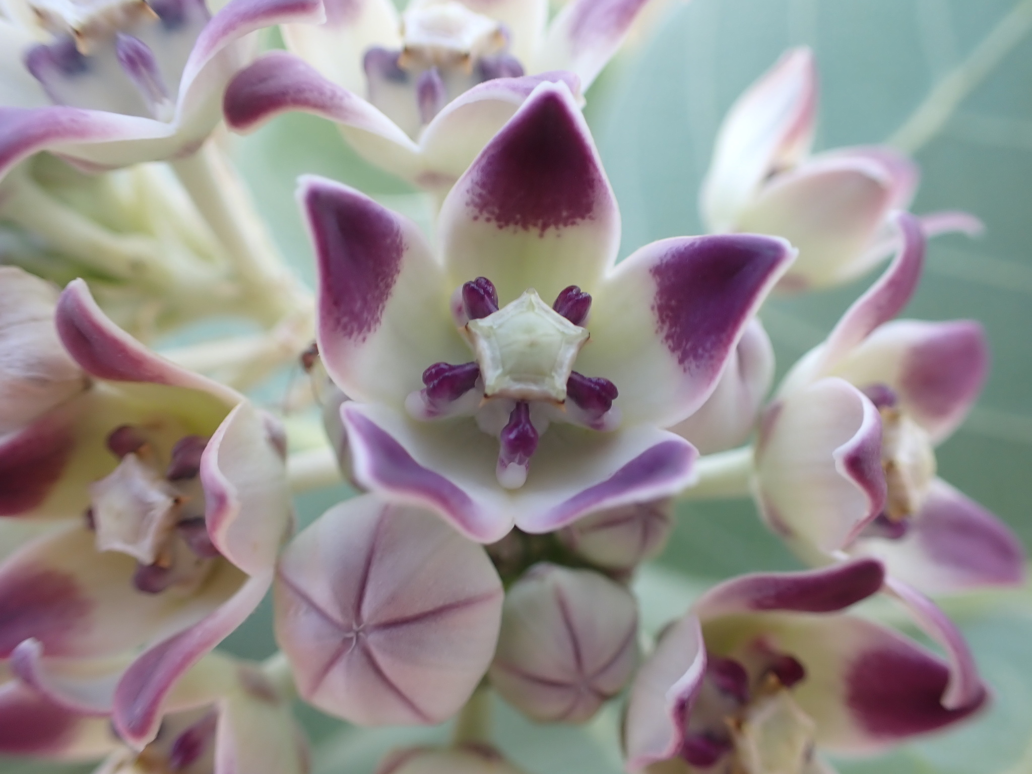 Detail van witpaarse Calotropis procera-bloemen op Bonaire.