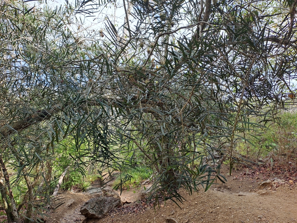 Kedebeshi — Morisonia linearis